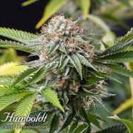 Humboldt Seed Organization Mango Sapphire